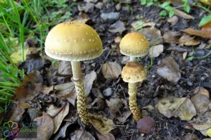 Leratiomyces squamosus (5)